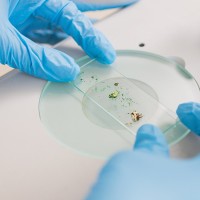 Gloved hands holding a slide under a microscope