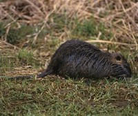 Nutria (myocastor coypus)