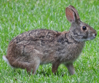 Swamp rabbit (sylvilagus aquaticus)