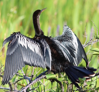 Snakebird (anhinga anhinga)