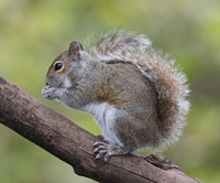 Gray squirrel (sciurus carolinensis)