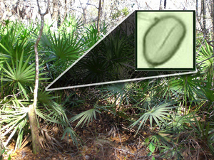 Dwarf palmetto (sabal minor)