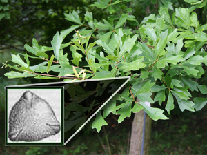 Water oak (quercus nigra)