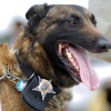 Police dog with a badge on his collar